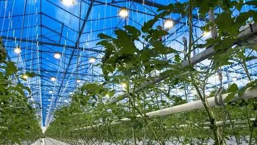 greenhouse greenhouse